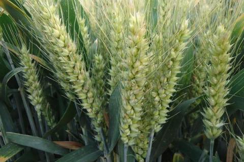 光泰68小麦品种简介，适宜播种期10月上中旬
