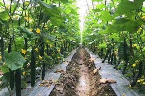 黄瓜如何正确施用肥料，应及时分期追肥