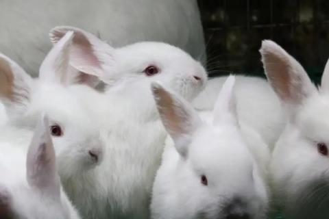 兔子突然在笼子里乱蹦的原因，可能是受惊、感染病菌或发情等