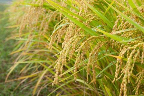 泰优390（区试名称：泰丰A/广恢390）水稻种简介，注意稻瘟病和其它病虫害防治