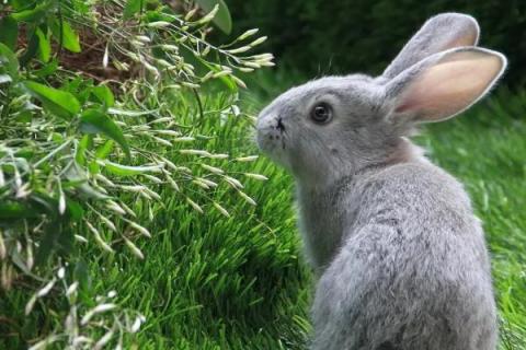 兔子突然在笼子里乱蹦的原因，可能是受惊、感染病菌或发情等