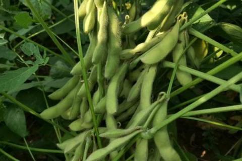 吉农54大豆种简介，8月中旬及时防治大豆食心虫