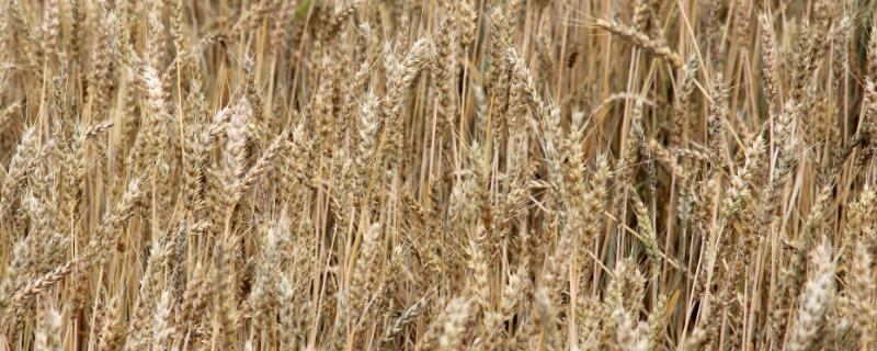 山农25号小麦品种的特性，适宜播种期为10月上中旬