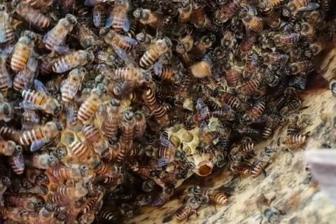 什么叫自然分蜂期，指蜜蜂自然分蜂发生得最为集中的时期