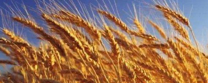 阳光578小麦品种简介，全生育期237天