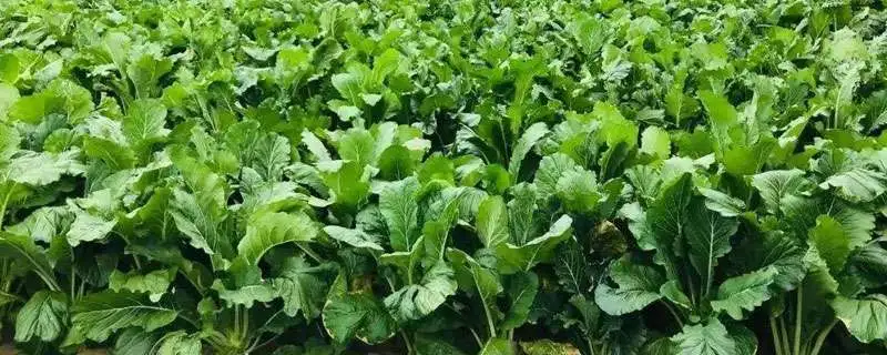 白菜苔什么时候种植，育苗与定植方法