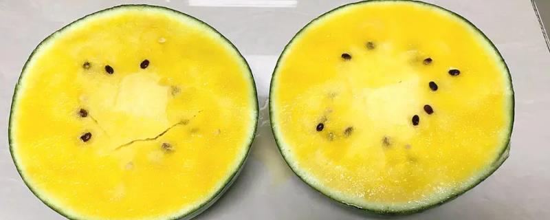 黄瓤西瓜是不是转基因食品，是台湾引进的稀有品种不是转基因食品