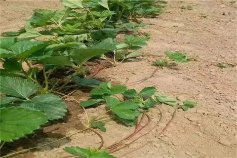 草莓苗怎么种，大棚种植的管理