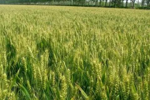 雨水多的时候小麦如何管理，要预防雨后青枯、干热风等