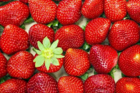 无土栽培草莓，草莓无土栽培中的肥害问题