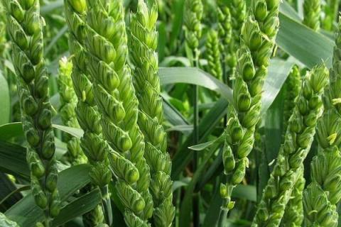 济麦44小麦种子简介，属强筋品种