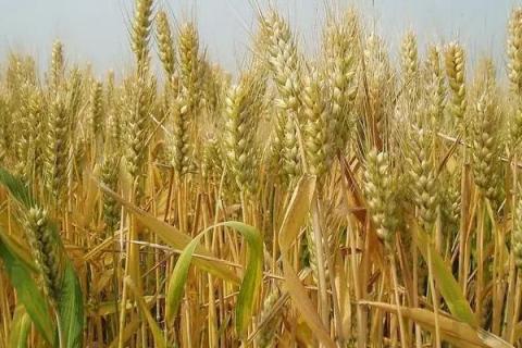核春137小麦种子简介，非转基因品种