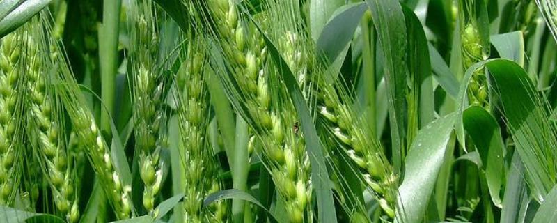 石麦26小麦品种简介，适宜播种期10月上中旬