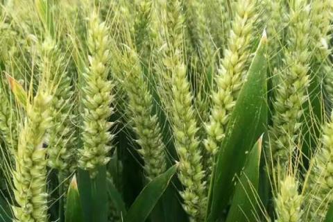 中信麦99小麦品种简介，全生育期241天