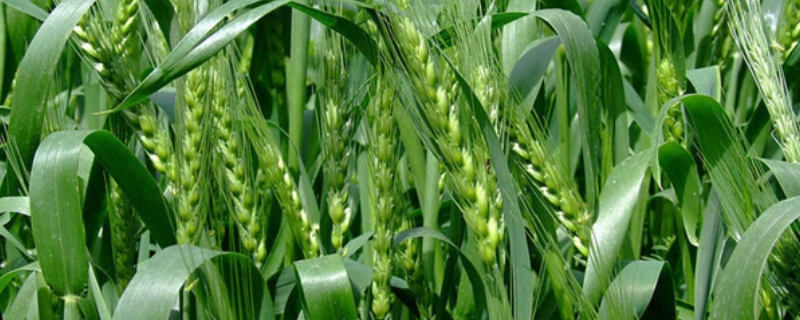 新科麦169小麦品种的特性，每亩适宜基本苗12万－20万