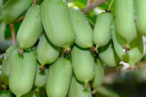 软枣猕猴桃的种植技术，一般采用硬枝扦插方法进行育苗