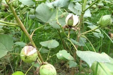 川杂棉76棉花种子特征特性，及时防治