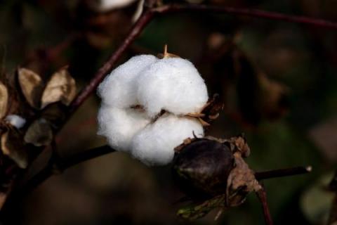 邯901棉花品种的特性，肥力较差的地块6000株