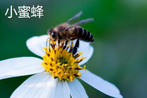 蜜蜂分为哪些蜂，分为蜂王、工蜂和雄蜂