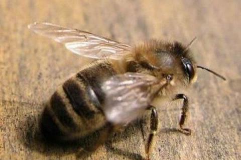 蜜蜂分为哪些蜂，分为蜂王、工蜂和雄蜂