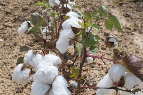 新石选122棉花品种的特性，适宜播期4月10-25日
