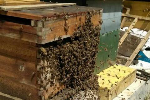 蜜蜂自然分蜂的过程，首先工蜂会在巢门前聚集