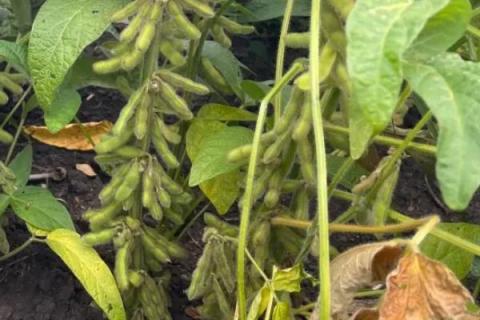 吉农54大豆种简介，8月中旬及时防治大豆食心虫