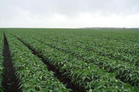 苏新5号大豆种子特点，每亩定植1.0万株左右