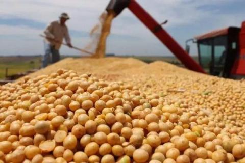 山宁21大豆种子特征特性，适宜播期为6月10～20日