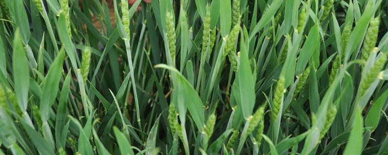 峰川18小麦品种的特性，适宜播期10月5～15日