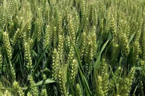津强12号小麦种子特征特性，冬前整地达到播种状态