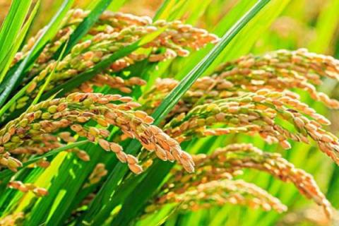 文优305（试验名称：文优305）水稻种简介，要注意防治穗稻瘟