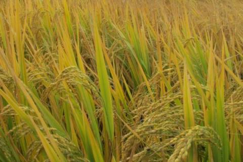 百香长糯水稻种简介，每亩有效穗数16.7万