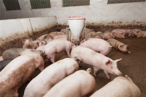 养猪的利润与成本，当前市场猪的售价
