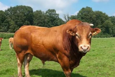 怎么治牛不反刍不吃草，症状较轻的话直接给牛灌服250-350ml的植物油