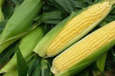 连禾333玉米种简介，注意防治玉米螟和大斑病