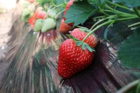 丹东草莓几月份结果，了解草莓种植周期