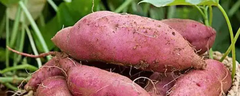 红薯什么时候下种育苗，要怎么育苗好