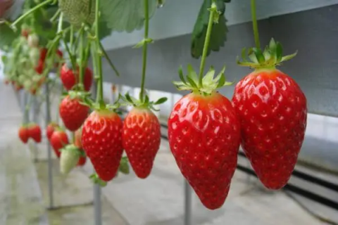 无土栽培草莓，草莓无土栽培中的肥害问题
