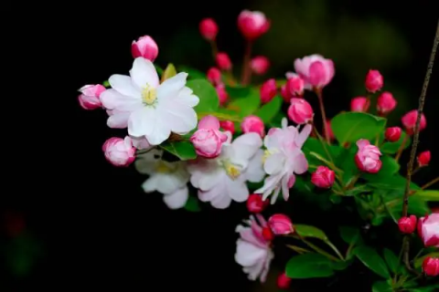 海棠花的种植，养护方法分享