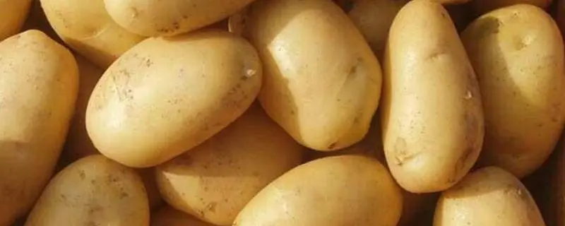 关于土豆的种植，秋季土豆种植时间