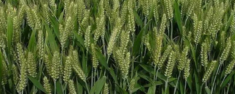 核春137小麦种子简介，非转基因品种