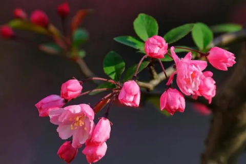 海棠花的种植，养护方法分享