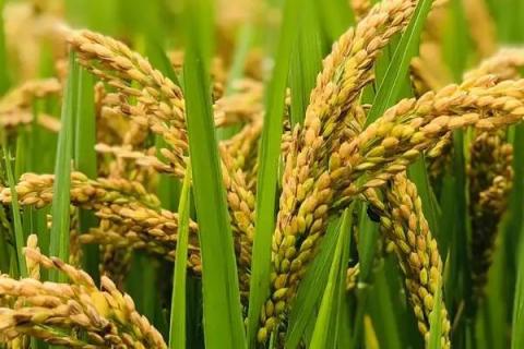泰优390（区试名称：泰丰A/广恢390）水稻种简介，注意稻瘟病和其它病虫害防治