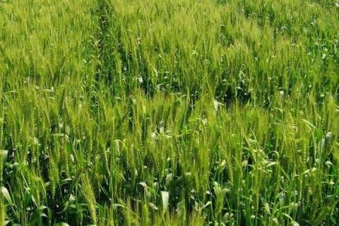 川麦86小麦种子简介，2017年中抗条锈病