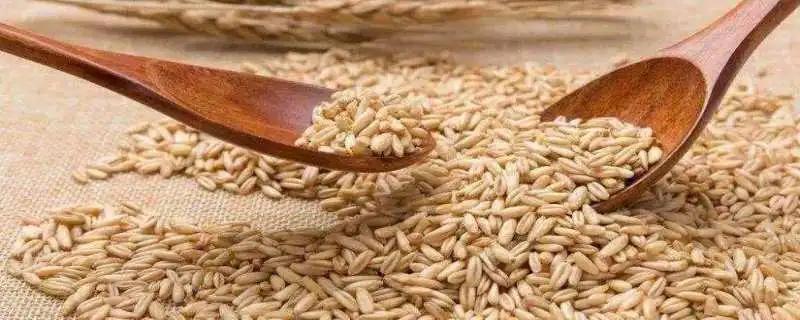 燕麦怎样种植，什么气候最适合种植燕麦