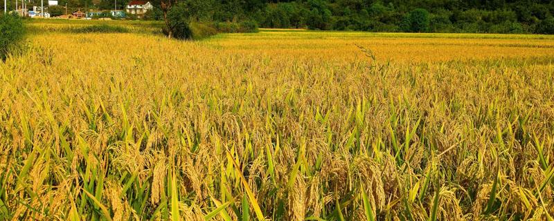 隆两优1212水稻品种简介，每亩秧田播种量8～10千克