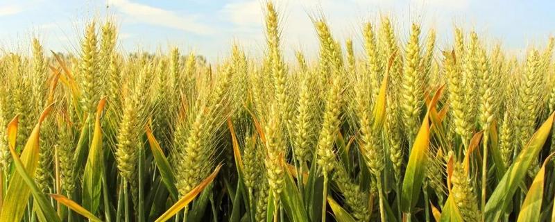 中信麦15小麦品种的特性，该品种属半冬性中熟品种