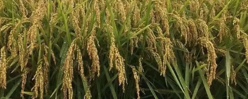 水稻种植技术，如何提高水稻产量
