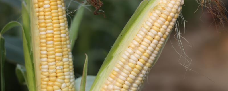大玉糯6号（试验名称：大玉糯6号）玉米种子特征特性，适时调整播期